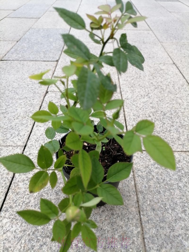 皇馬態沉博「細」